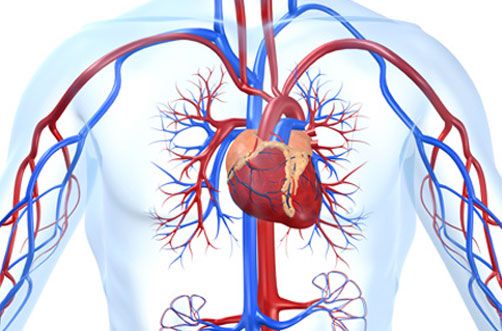 Demuestran que la administración de hierro mejora el tratamiento de la insuficiencia cardíaca
