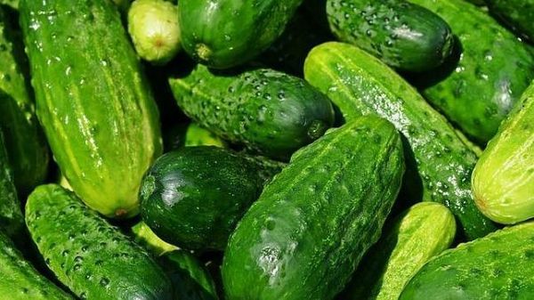 PEPINO, FUENTE DE HIDRATACIÓN Y POTENTE DEPURATIVO