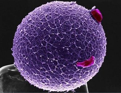 CREAN NUEVA GENERACIÓN DE ANTIBIÓTICOS PARA ATACAR SÚPER BACTERIAS