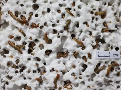 UN GUSANO QUE SE ALIMENTA DE PLÁSTICO NO BIODEGRADABLE