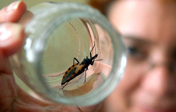 ESTUDIO ARGENTINO ABRE LA PUERTA A NUEVOS TRATAMIENTOS PARA PROTEGER EL CORAZÓN DE PERSONAS CON CHAGAS