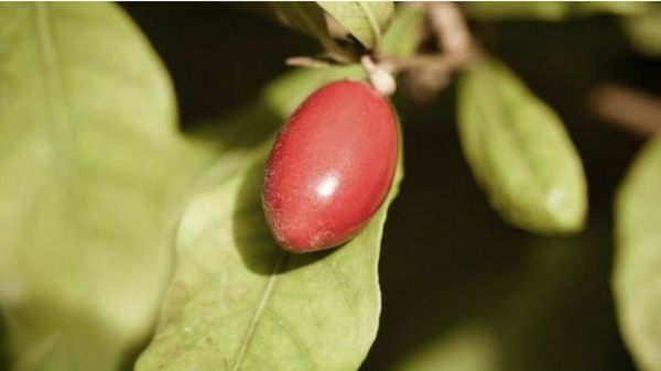 LA "BAYA MÁGICA": EN BUSCA DEL EDULCORANTE PERFECTO