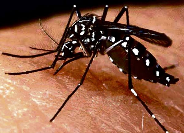 ARGENTINA REAFIRMA ACCIONES PARA EVITAR LLEGADA DEL VIRUS ZIKA AL PAÍS 