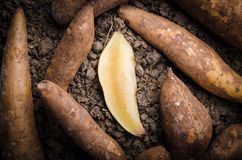 LA RAÍZ DE YACÓN, UNA PLANTA MILENARIA PARA TRATAR LA OBESIDAD