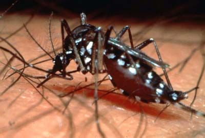 CONFIRMAN EL PRIMER CASO IMPORTADO DE VIRUS ZIKA EN LA ARGENTINA