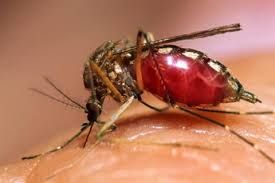 RADIACIONES Y OTRAS ESTRATEGIAS CONTRA EL ZIKA