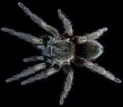 INVESTIGADORES AUSTRALIANOS CREAN ANALGÉSICO CON EL VENENO DE LA TARÁNTULA