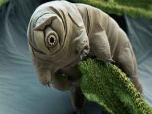 UNA PROTEÍNA DE UN PEQUEÑO ANIMAL PROTEGE AL ADN HUMANO DE LOS RAYOS X
