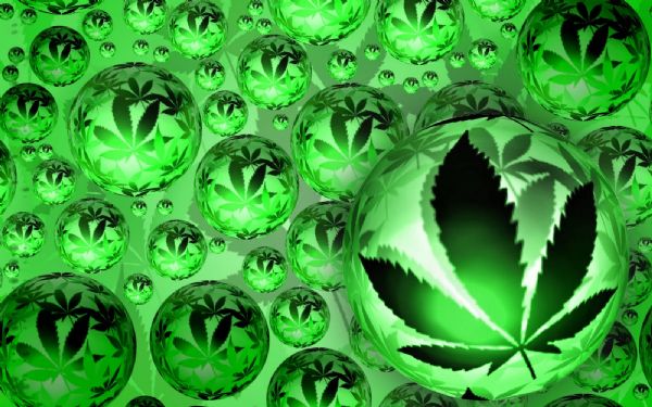 RESOLUCION 59/19 CANNABIS 