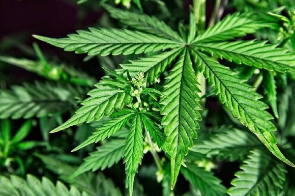 INVESTIGACIÓN MÉDICA Y CIENTÍFICA DEL USO MEDICINAL DE LA PLANTA DE CANNABIS Y SUS DERIVADOS